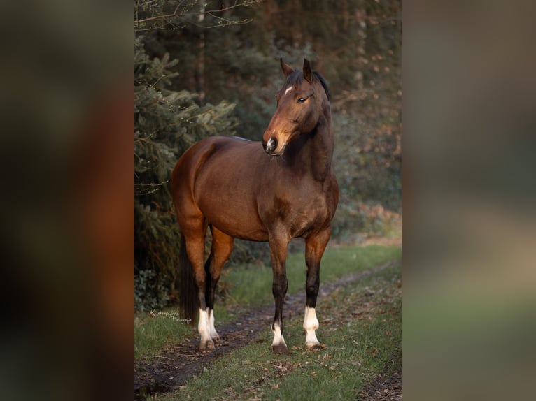 Weitere Warmblüter Mix Stute 15 Jahre 160 cm Brauner in Bad Bederkesa