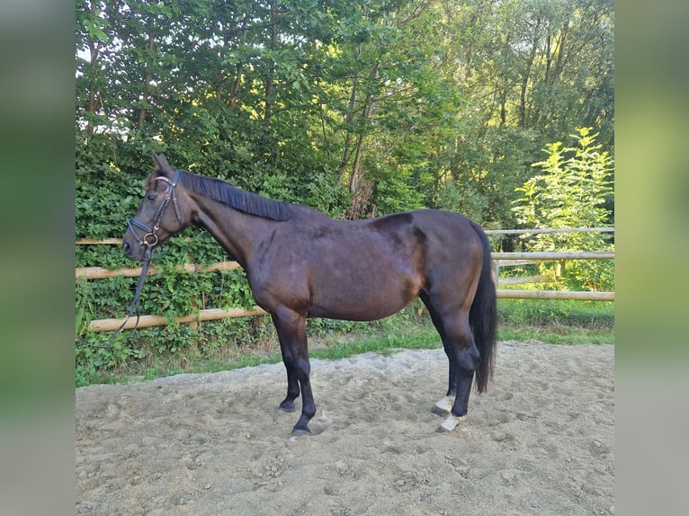 Weitere Warmblüter Stute 15 Jahre 160 cm Dunkelbrauner in Gummern