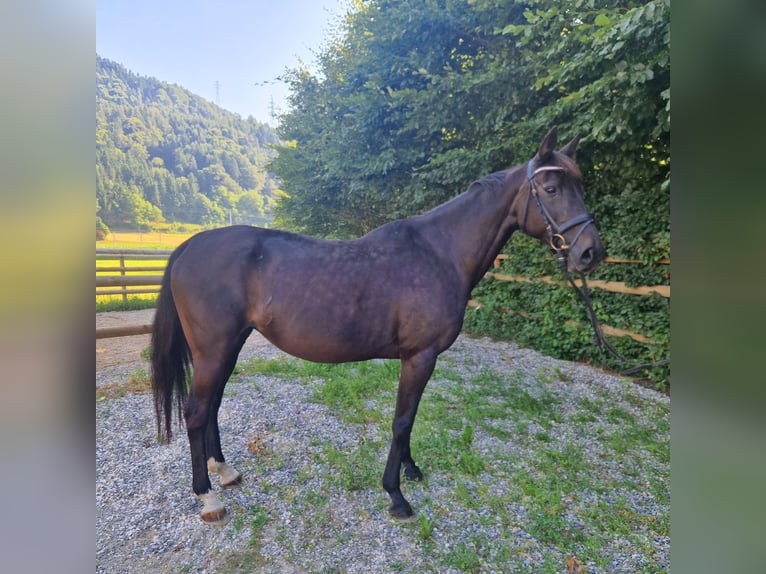 Weitere Warmblüter Stute 15 Jahre 160 cm Dunkelbrauner in Gummern