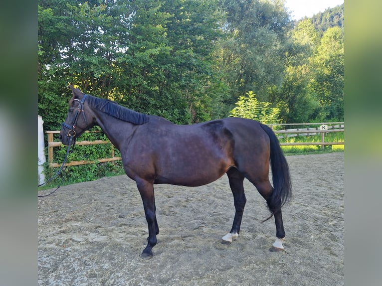 Weitere Warmblüter Stute 15 Jahre 160 cm Dunkelbrauner in Gummern
