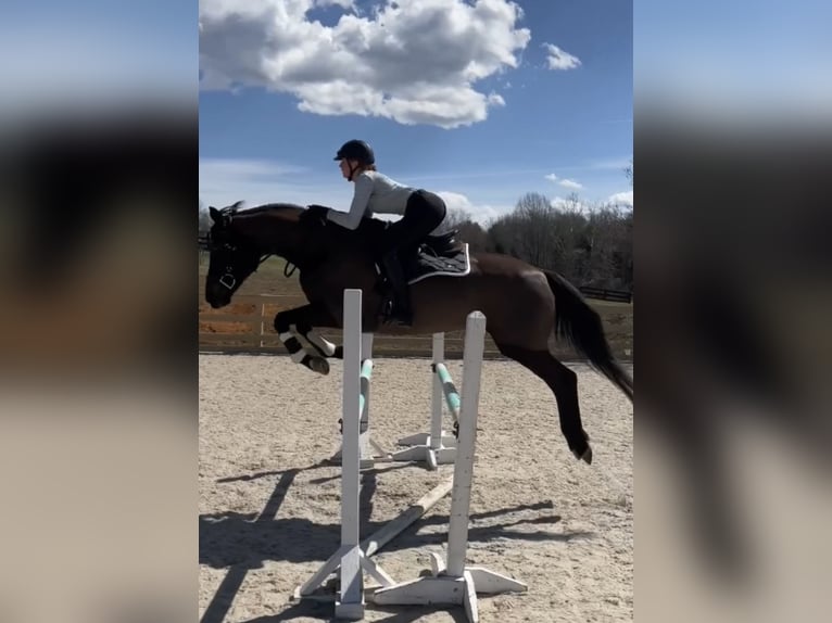 Weitere Warmblüter Mix Stute 15 Jahre 163 cm Dunkelbrauner in Middletown, Virginia