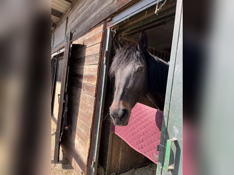 Weitere Warmblüter Stute 15 Jahre 165 cm Schwarzbrauner in Wien