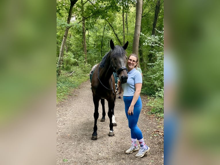 Weitere Warmblüter Stute 15 Jahre 165 cm Schwarzbrauner in Wien