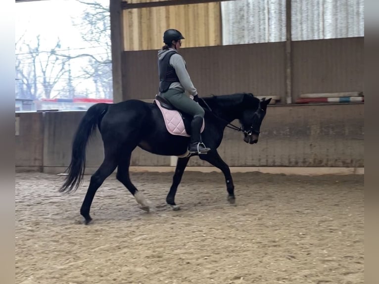 Weitere Warmblüter Stute 15 Jahre 165 cm Schwarzbrauner in Wien