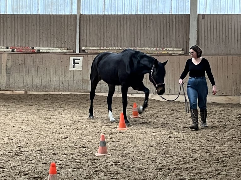 Weitere Warmblüter Stute 15 Jahre 165 cm Schwarzbrauner in Wien