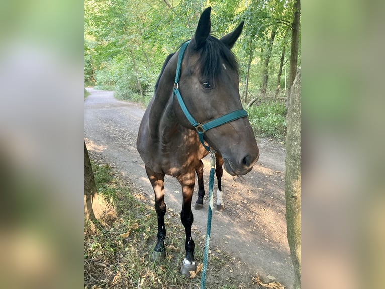 Weitere Warmblüter Stute 15 Jahre 165 cm Schwarzbrauner in Wien