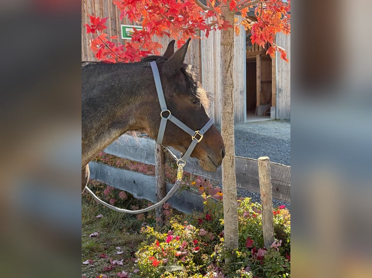 Weitere Warmblüter Stute 16 Jahre 150 cm Braunfalbschimmel in Neumarkt in Stmk.