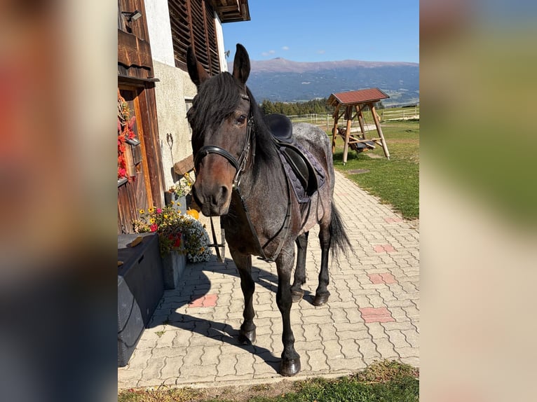Weitere Warmblüter Stute 16 Jahre 150 cm Braunfalbschimmel in Neumarkt in Stmk.