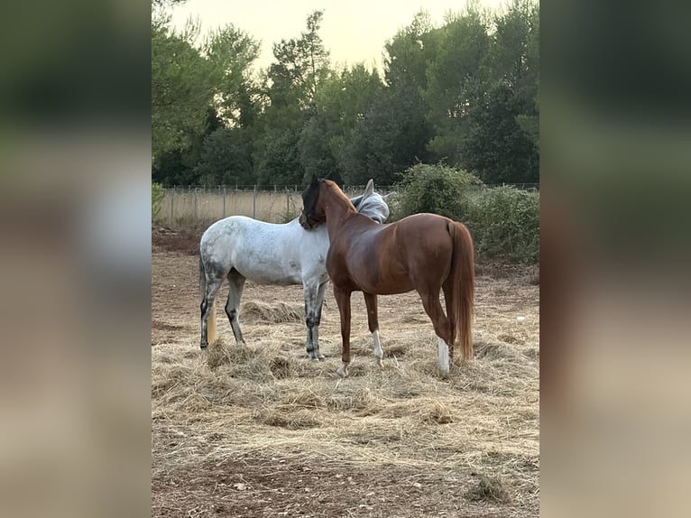 Weitere Warmblüter Stute 16 Jahre 162 cm Dunkelfuchs in Zadar