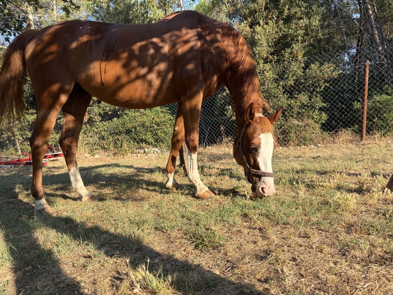 Weitere Warmblüter Stute 16 Jahre 162 cm Dunkelfuchs in Zadar