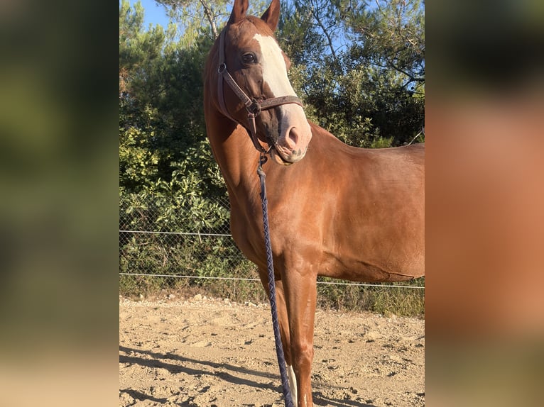 Weitere Warmblüter Stute 16 Jahre 162 cm Dunkelfuchs in Zadar