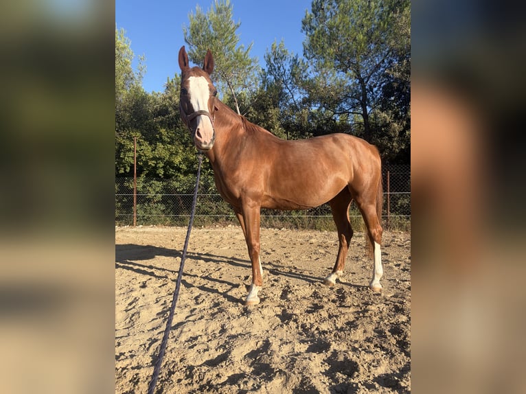 Weitere Warmblüter Stute 16 Jahre 162 cm Dunkelfuchs in Zadar