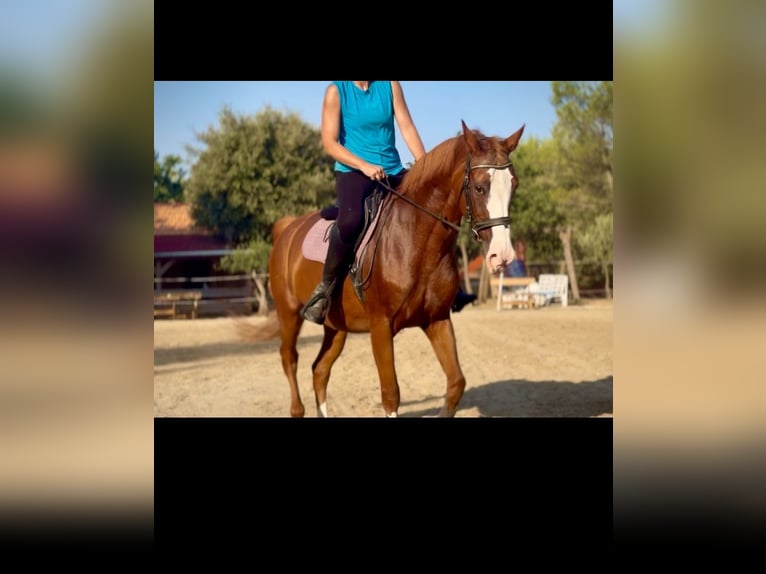 Weitere Warmblüter Stute 16 Jahre 162 cm Dunkelfuchs in Zadar