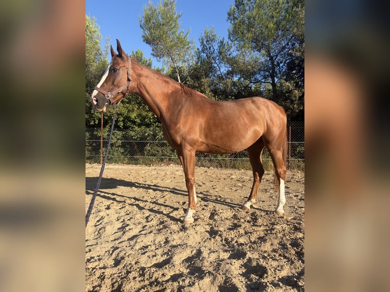 Weitere Warmblüter Stute 16 Jahre 162 cm Dunkelfuchs in Zadar