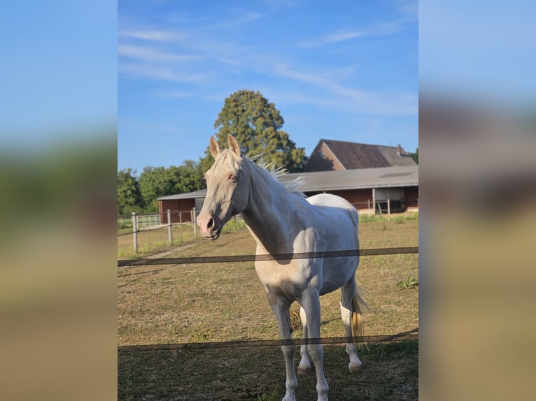Weitere Warmblüter Stute 16 Jahre 163 cm Schecke in Kranenburg