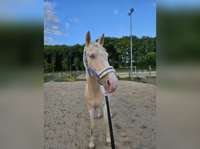 Weitere Warmblüter Stute 16 Jahre 163 cm Schecke in Kranenburg