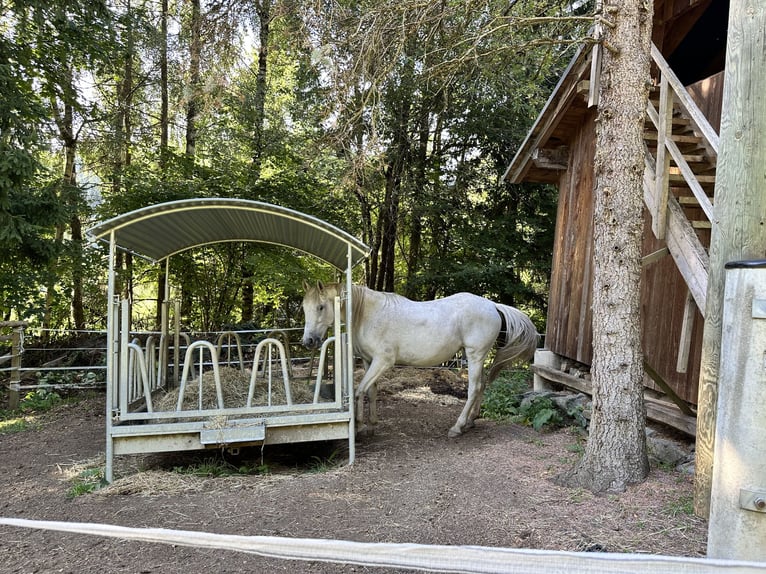 Weitere Warmblüter Stute 16 Jahre 163 cm Schimmel in Br&#xFC;ckl
