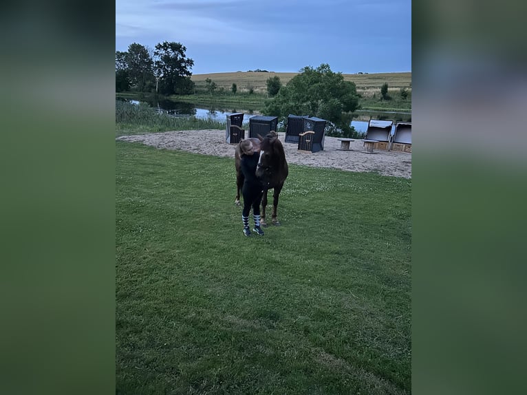 Weitere Warmblüter Stute 16 Jahre 165 cm Hellbrauner in Neu Gaarz