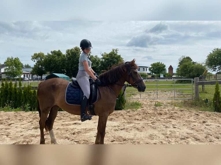 Weitere Warmblüter Stute 16 Jahre 165 cm Hellbrauner in Neu Gaarz