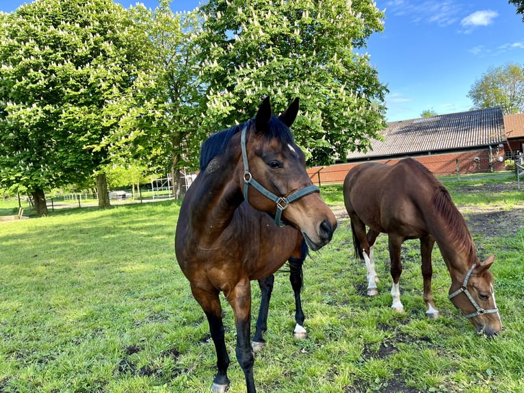 Weitere Warmblüter Stute 16 Jahre 171 cm Schwarzbrauner in Gescher