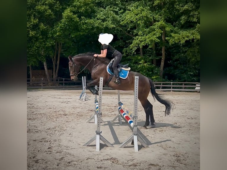 Weitere Warmblüter Stute 16 Jahre 172 cm Dunkelbrauner in Schmalkalden