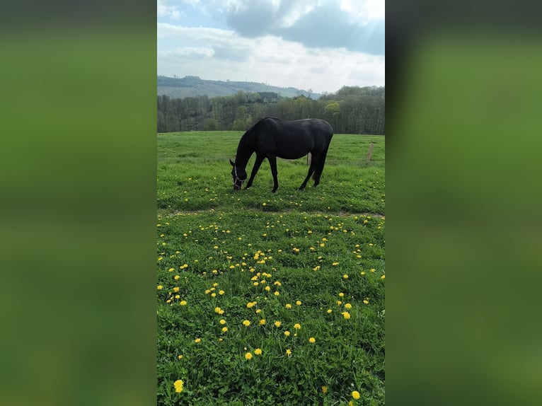 Weitere Warmblüter Stute 16 Jahre 175 cm Schwarzbrauner in Gummersbach
