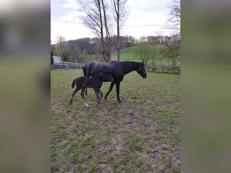 Weitere Warmblüter Stute 16 Jahre 175 cm Schwarzbrauner in Gummersbach