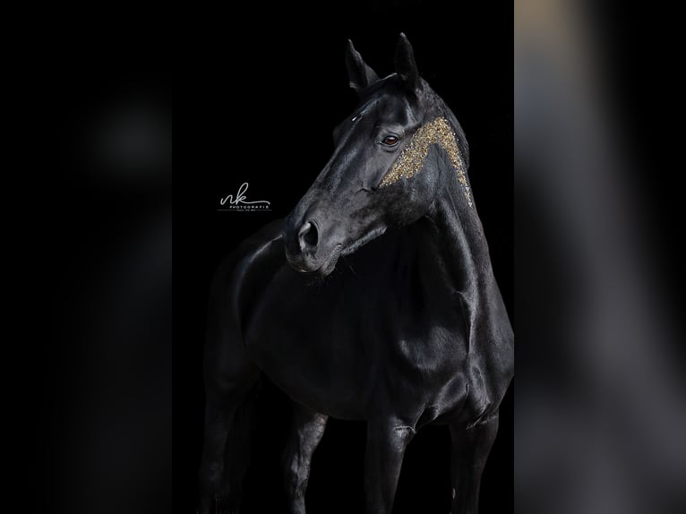 Weitere Warmblüter Stute 17 Jahre 158 cm Rappe in Karlstetten