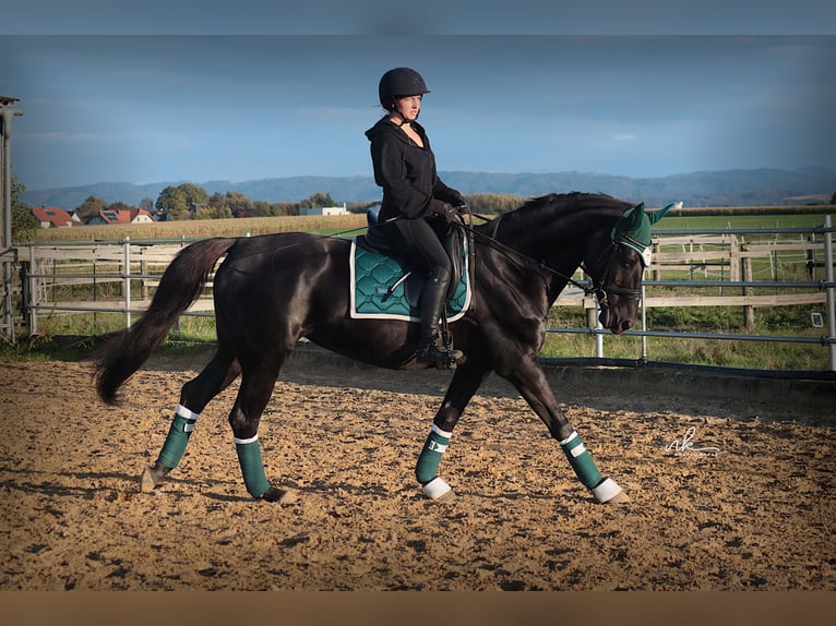 Weitere Warmblüter Stute 17 Jahre 158 cm Rappe in Karlstetten
