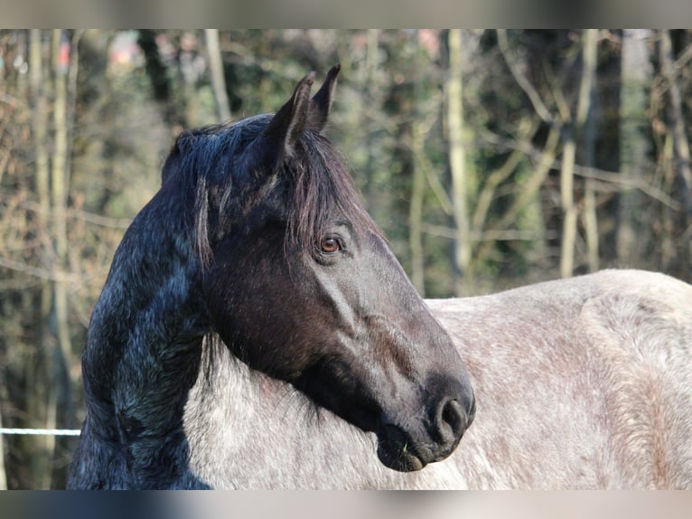 Weitere Warmblüter Mix Stute 17 Jahre 160 cm in Wangen