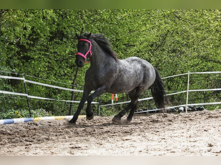 Weitere Warmblüter Mix Stute 17 Jahre 160 cm in Wangen