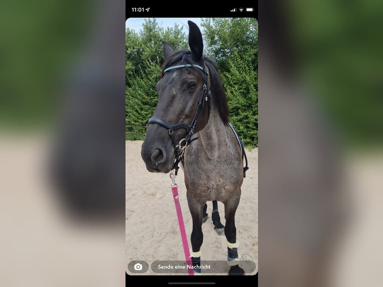 Weitere Warmblüter Mix Stute 17 Jahre 160 cm in Wangen