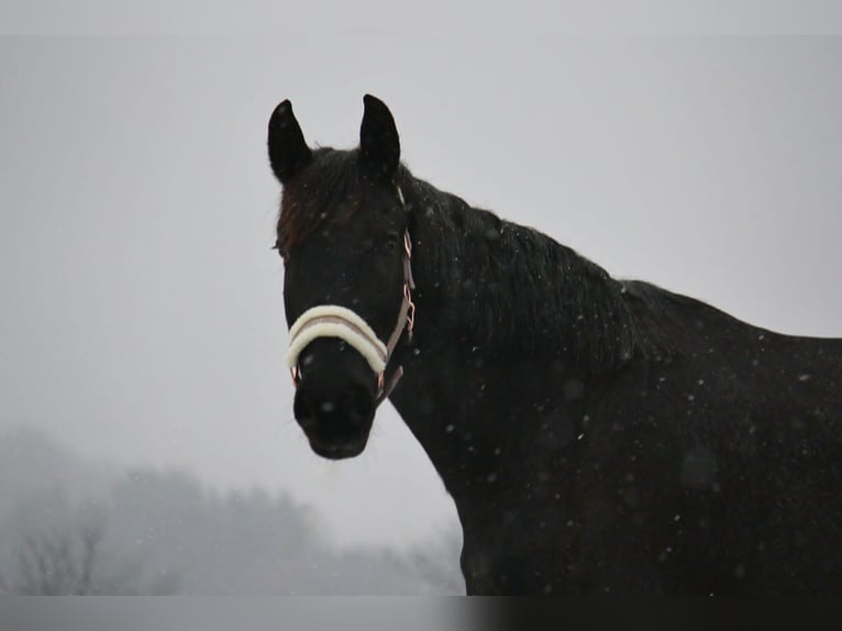 Weitere Warmblüter Mix Stute 17 Jahre 160 cm in Wangen