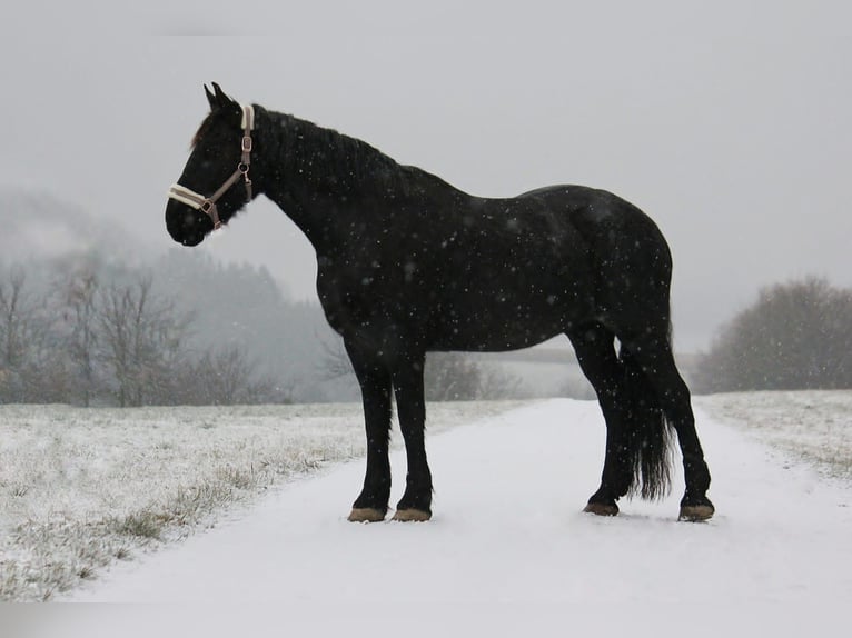 Weitere Warmblüter Mix Stute 17 Jahre 160 cm in Wangen
