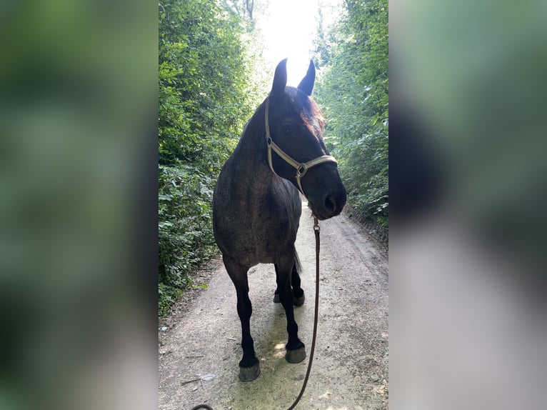 Weitere Warmblüter Mix Stute 17 Jahre 160 cm in Wangen