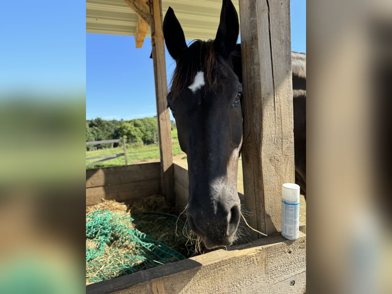 Weitere Warmblüter Stute 17 Jahre 161 cm Rappe in Wenden