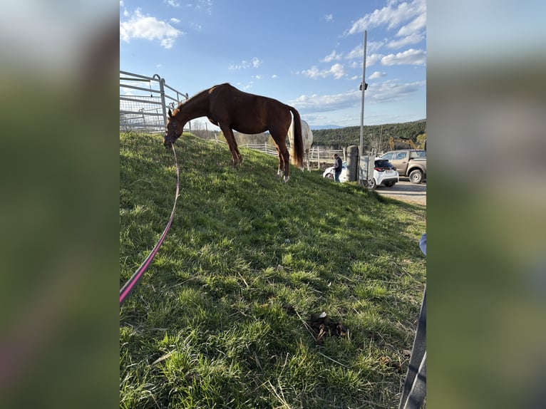 Weitere Warmblüter Stute 17 Jahre 162 cm Fuchs in Großbachselten