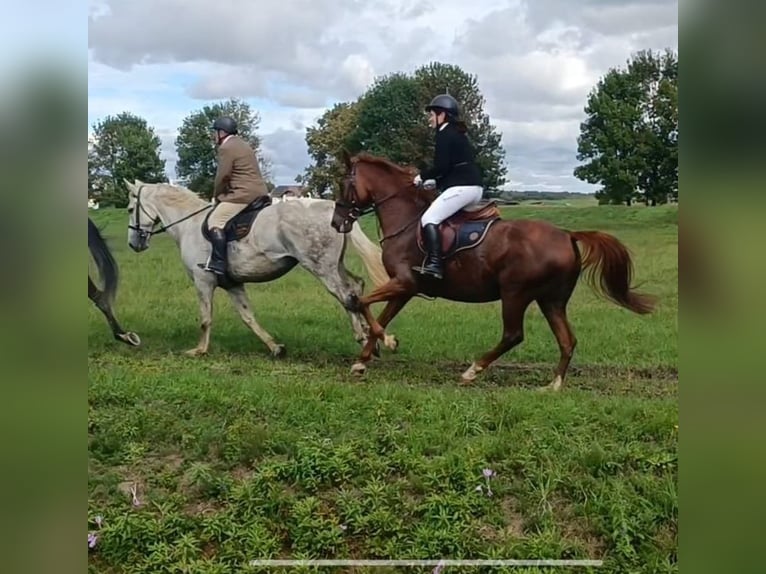 Weitere Warmblüter Stute 17 Jahre 162 cm Fuchs in Großbachselten