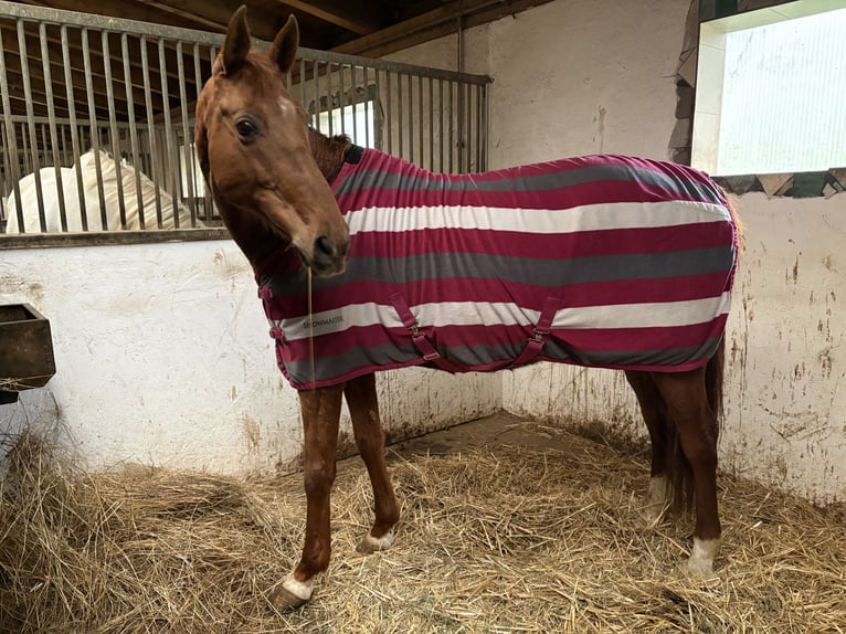 Weitere Warmblüter Stute 17 Jahre 162 cm Fuchs in Großbachselten
