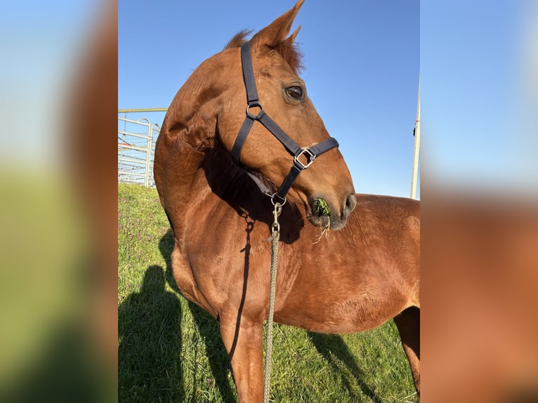 Weitere Warmblüter Stute 17 Jahre 162 cm Fuchs in Großbachselten