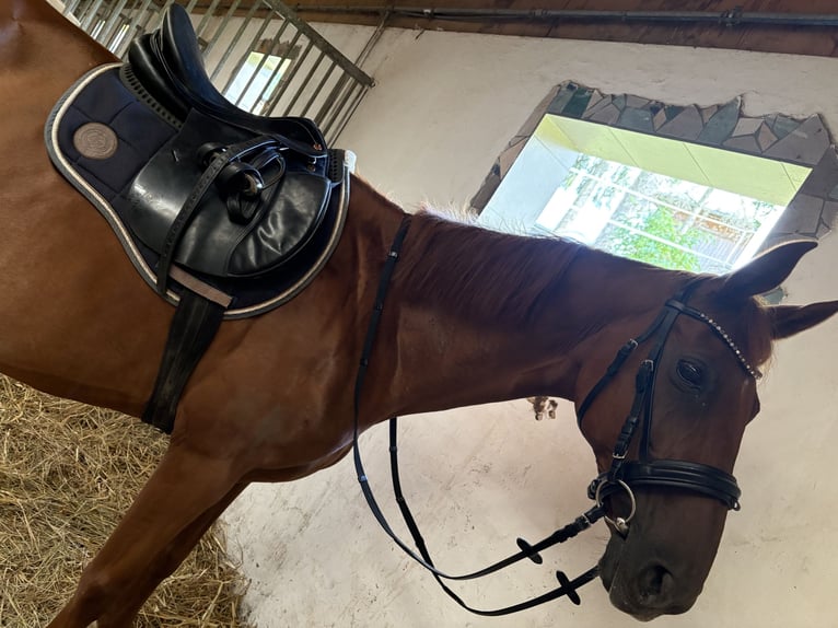 Weitere Warmblüter Stute 17 Jahre 162 cm Fuchs in Hartberg