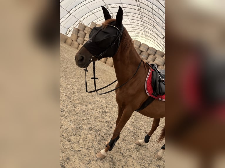 Weitere Warmblüter Stute 17 Jahre 162 cm Fuchs in Hartberg