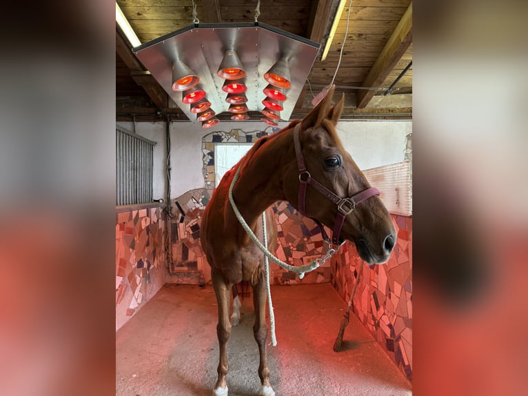 Weitere Warmblüter Stute 17 Jahre 162 cm Fuchs in Hartberg