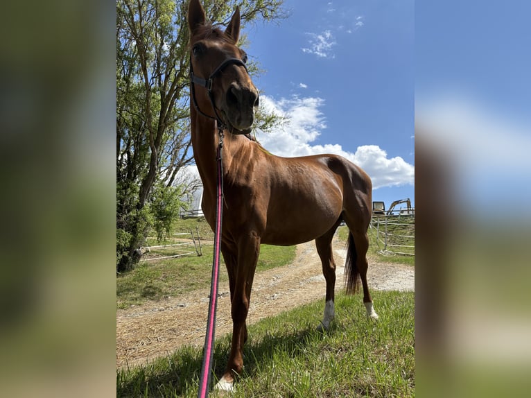 Weitere Warmblüter Stute 17 Jahre 162 cm Fuchs in Hartberg