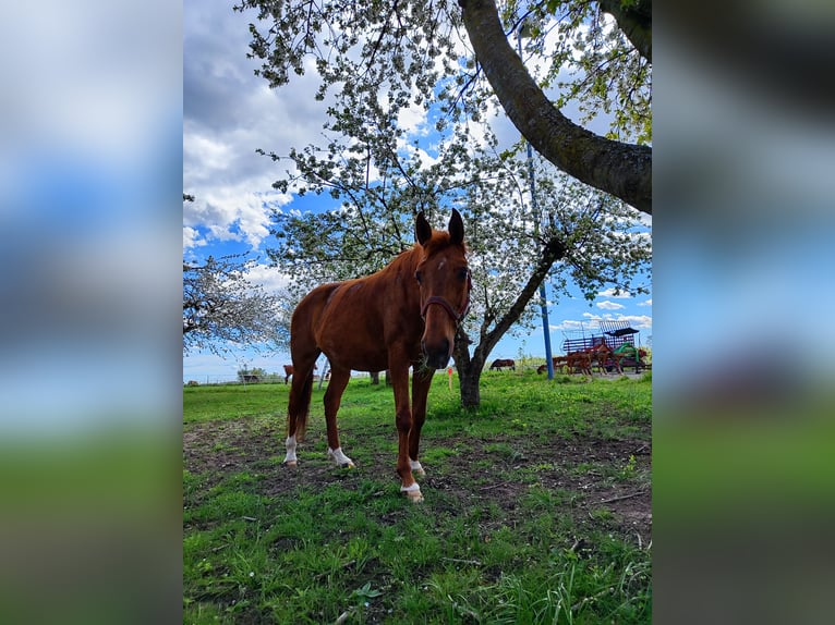 Weitere Warmblüter Stute 17 Jahre 162 cm Fuchs in Hartberg