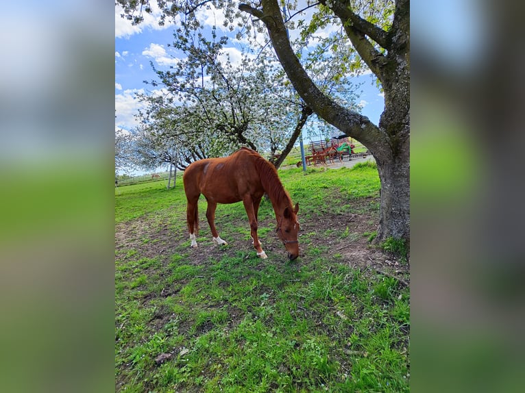 Weitere Warmblüter Stute 17 Jahre 162 cm Fuchs in Hartberg