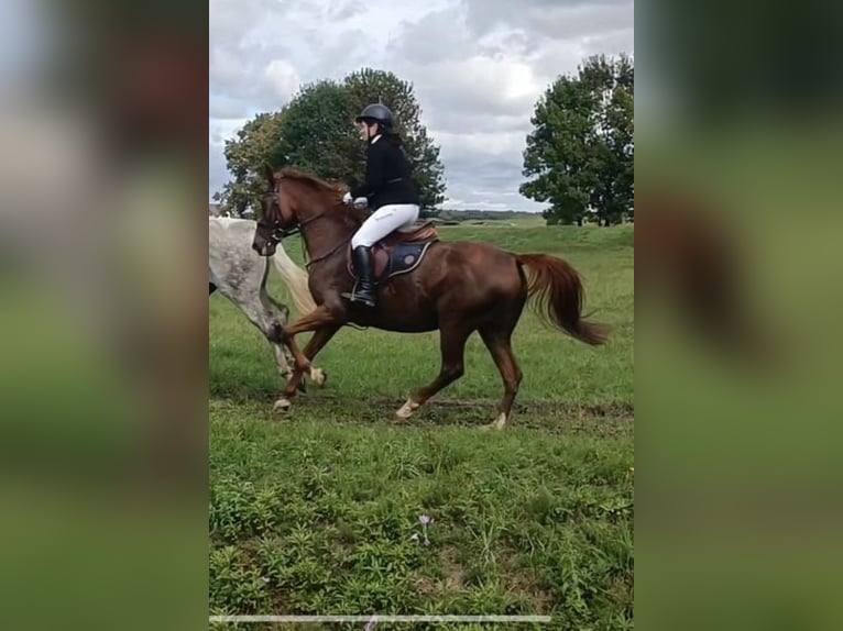 Weitere Warmblüter Stute 17 Jahre 162 cm Fuchs in Oberwart