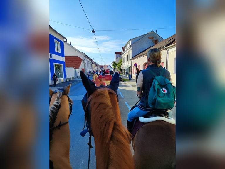 Weitere Warmblüter Stute 17 Jahre 162 cm Fuchs in Oberwart