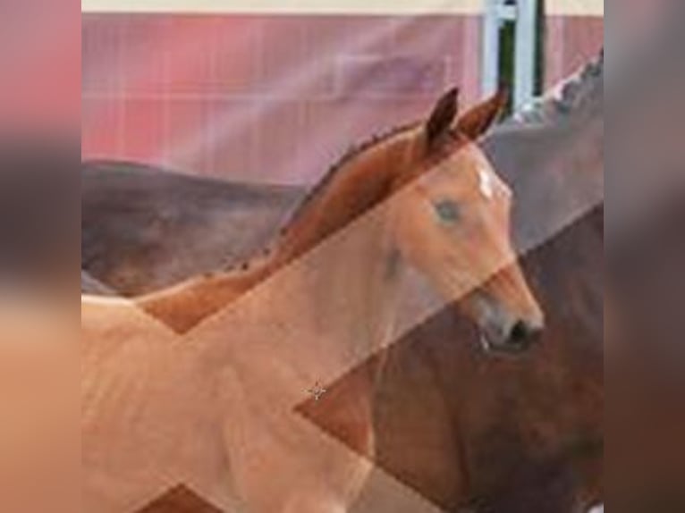 Weitere Warmblüter Stute 17 Jahre 164 cm Brauner in Dörpen