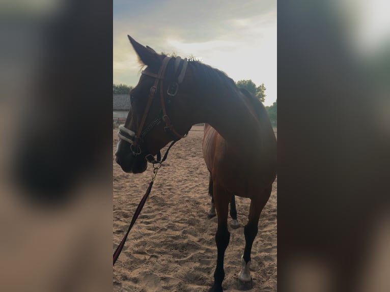 Weitere Warmblüter Stute 17 Jahre 170 cm Brauner in Sustrum